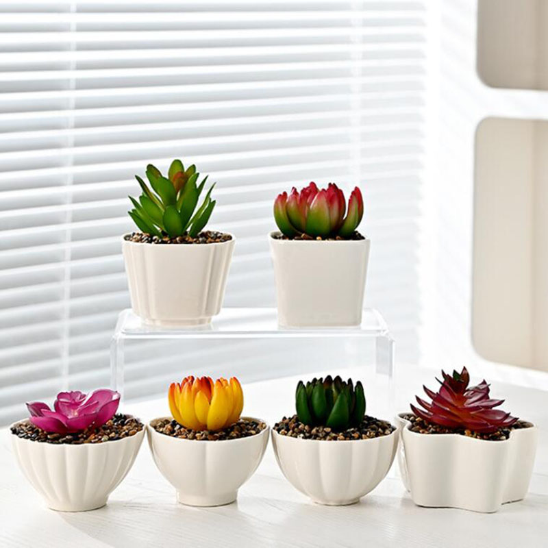 6 Pcs/Set White Porcelain Succ - Bonsai Garden Europe ulasan dan harga