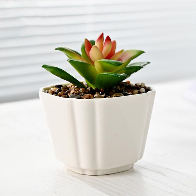 6 Pcs/Set White Porcelain Succ - Bonsai Garden Europe ulasan dan harga