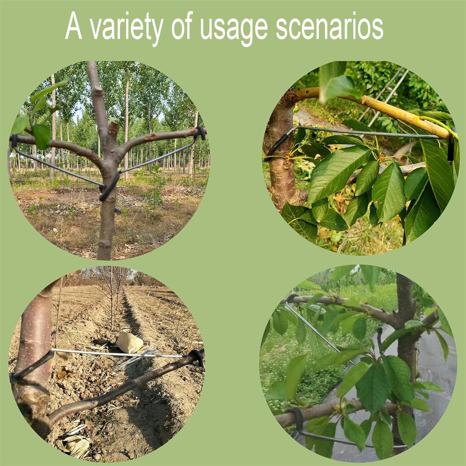 Adjustable Fruit Tree Branch S - Us Bonsai Garden ulasan dan harga