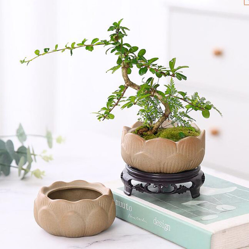 Coarse Pottery Lotus Green Pla - Bonsai Garden Europe ulasan dan harga