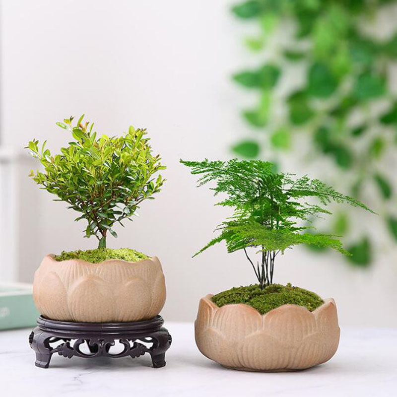 Coarse Pottery Lotus Green Pla - Bonsai Garden Europe ulasan dan harga